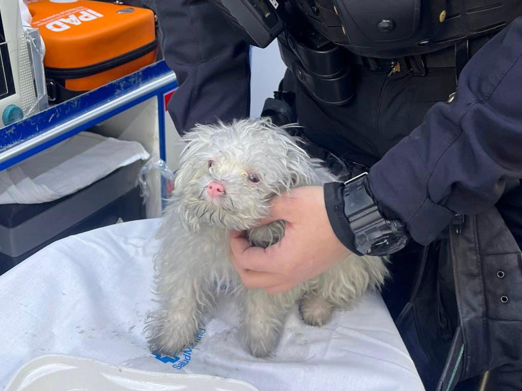 Rescatan a un cachorro intoxicado por humo en el incendio de una vivienda en Alcalá de Henares