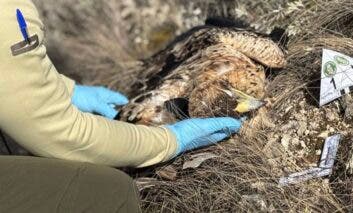 Muere un águila imperial electrocutada en un tendido eléctrico en Santorcaz