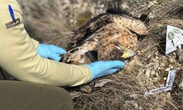 Muere un águila imperial electrocutada en un tendido eléctrico en Santorcaz