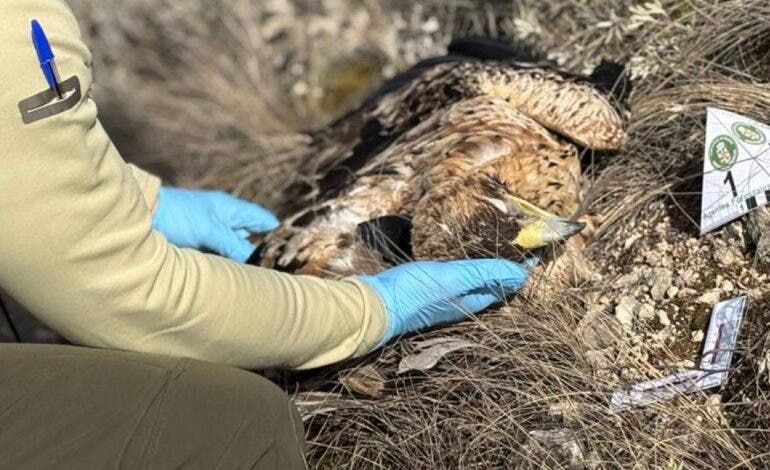 Muere un águila imperial electrocutada en un tendido eléctrico en Santorcaz