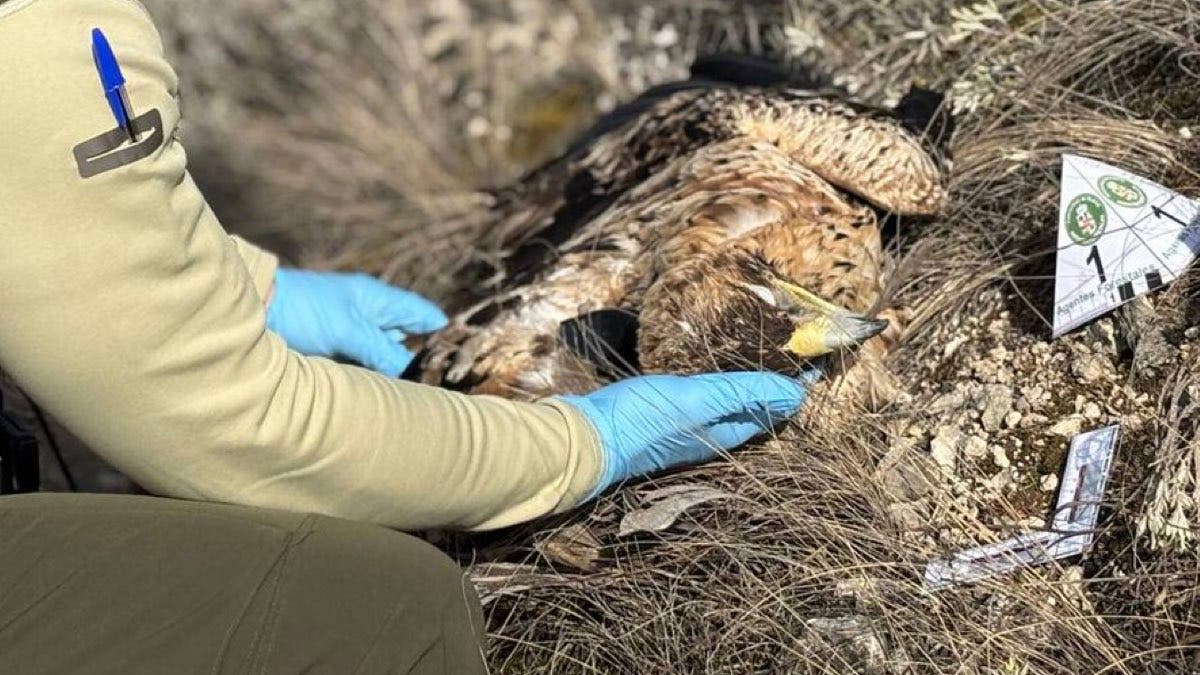 Muere un águila imperial electrocutada en un tendido eléctrico en Santorcaz