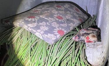 Tres detenidos por robar cable y provocar la muerte de cientos de lechones en Guadalajara