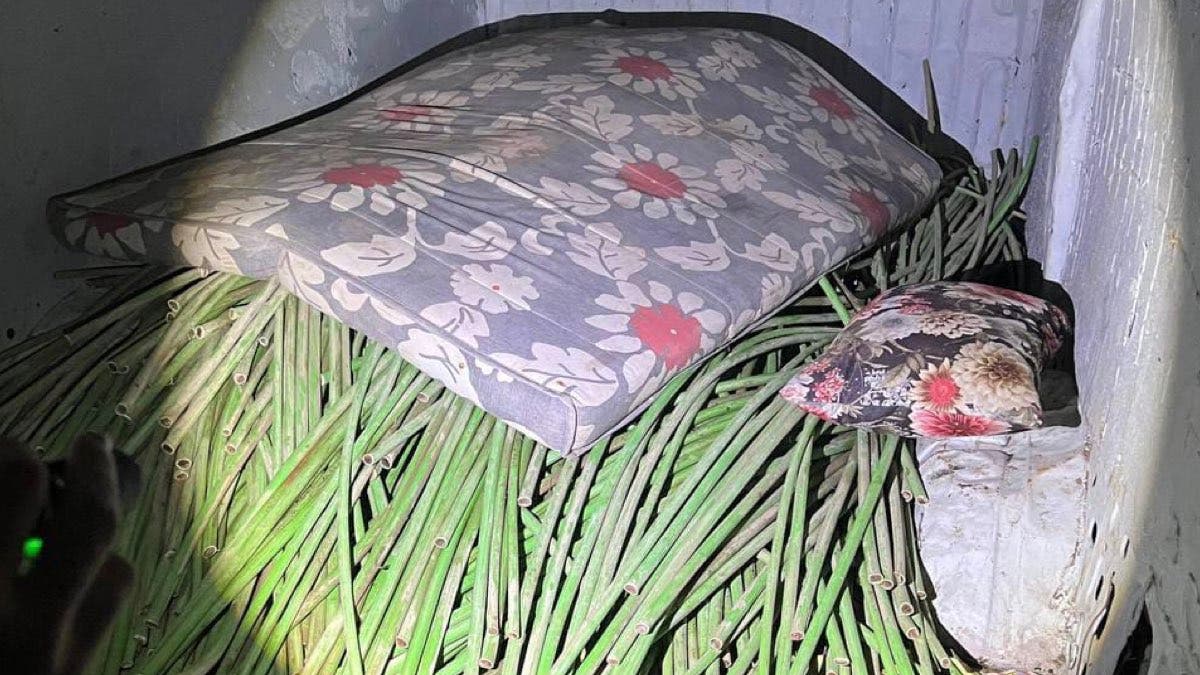 Tres detenidos por robar cable y provocar la muerte de cientos de lechones en Guadalajara